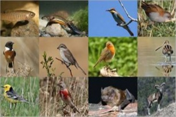 The biodiversity of Western Nghe An Biosphere Reserve 